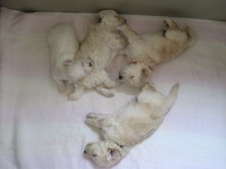 Dorly štěňátka B 21. den